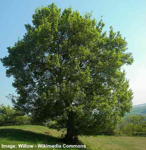 hedge maple tree (acer campestre)