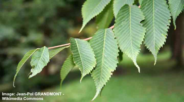 Hornbeam maple (Acer carpinifolium) leaves