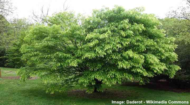 Hornbeam Maple (Acer carpinifolium) tree