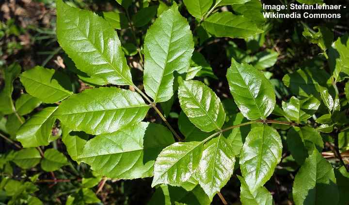 Manna Ash (Fraxinus ornus) leaves