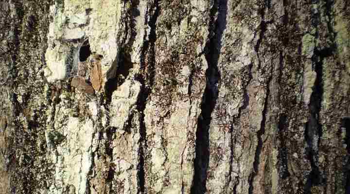 identificación de la corteza del árbol de arce