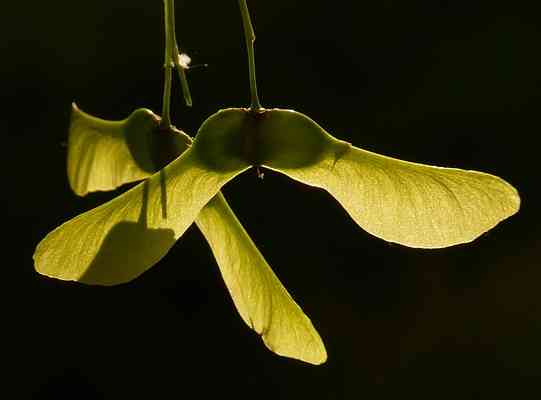 maple tree fruit