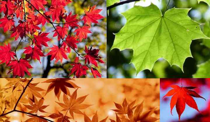 maple leaf identifikasjon