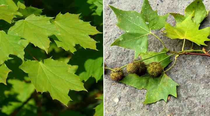 Maple Vs Sycamore Leaves 