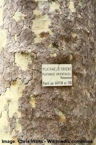 Vecchio Mondo platano (Platanus orientalis) corteccia