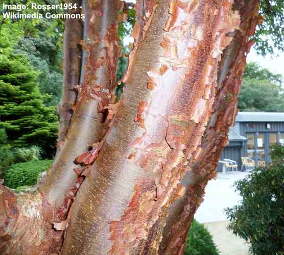 Paperbark klon (Acer griseum) kora