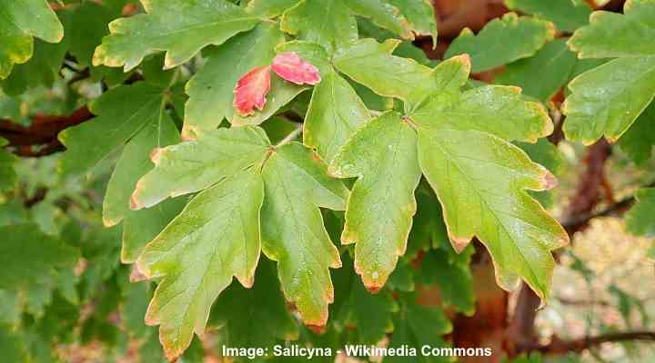 Paperimarkkuvaahteran (Acer griseum) lehdet
