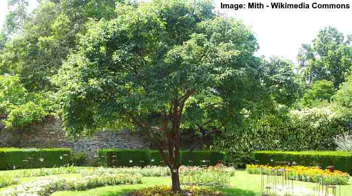 Árbol de arce de corteza de papel (Acer Griseum)