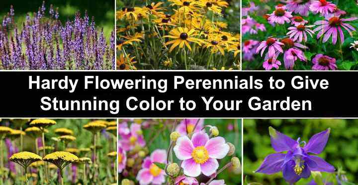 Hardy Perennials: Flowers That Come Back Year After Year (Pictures)