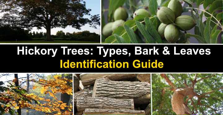 types of tree nuts ontario