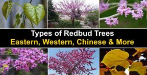 17 Types of Redbud Trees: Leaves, Flowers (Pictures) - Identification