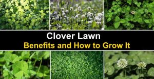 Clover Lawn: Benefits and How to Grow Clover Lawn