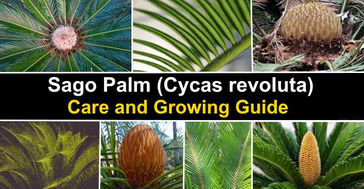 Sago Palm: Tree Care and Growing Instructions