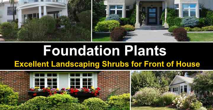 30 Foundation Plants Landscaping Shrubs For Front Of House Pictures