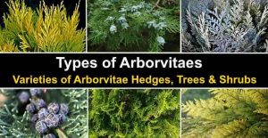 16 Types of Arborvitae: Trees and Shrubs (Pictures and Identification)