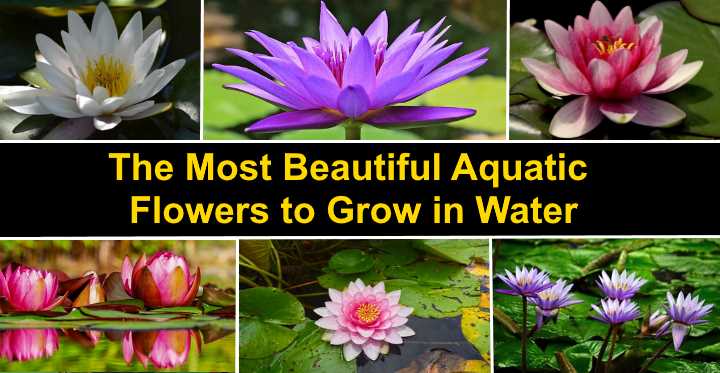 the-14-most-beautiful-aquatic-flowers-to-grow-in-water