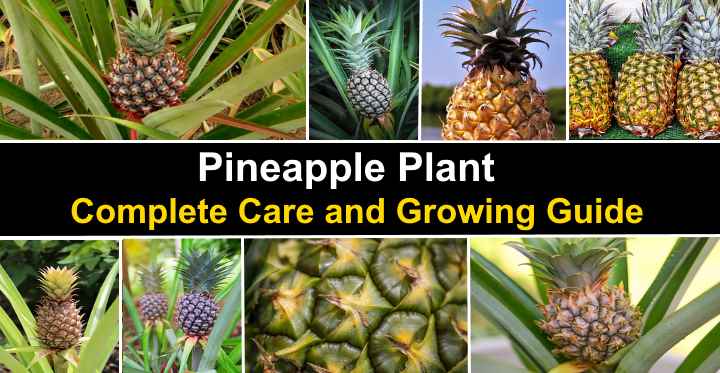 How Many Pineapples Grow from One Plant: A Complete Guide - Fruit Faves
