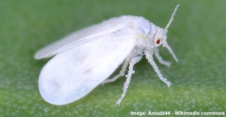 Types of White Bugs (Including Tiny Bugs) - Pictures and Identification