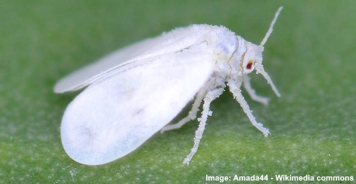 Types Of White Bugs (including Tiny Bugs) - Pictures And Identification 