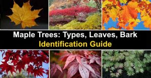 types of maple trees in new england