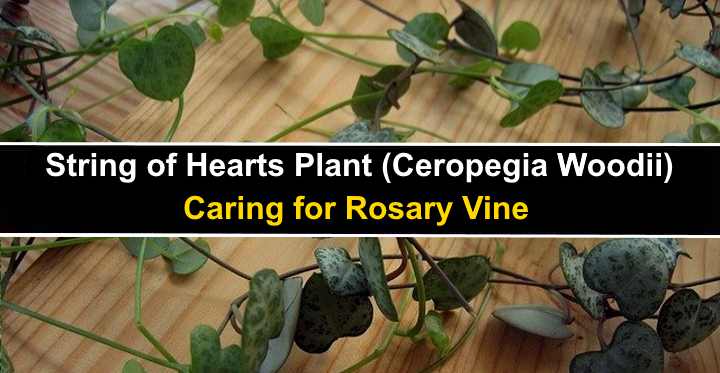 String of Hearts Plant (Ceropegia Woodii): Caring for Rosary Vine