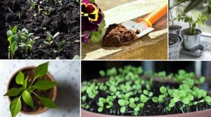 Homemade Potting Soil: 8 Easy Diy Potting Mix Recipes