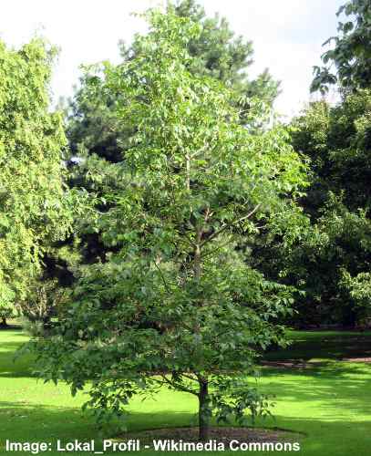 Pumpkin Ash Tree (Fraxinus profunda)