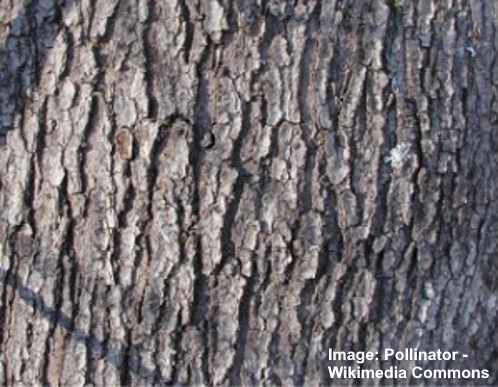 Red Maple (Acer Rubrum) bark