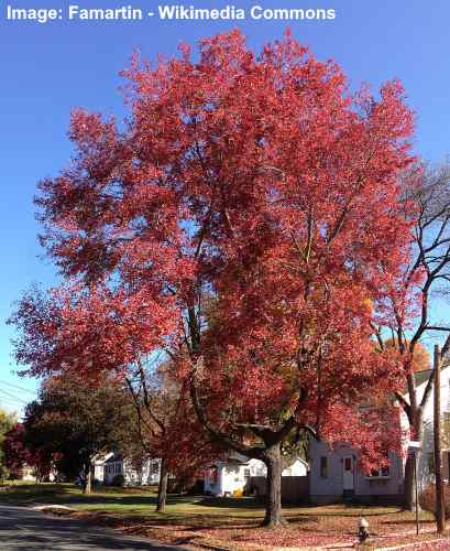 Red Maple Tree (Acer rubrum)
