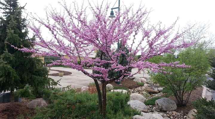Picture of a beautiful redbud tree with pink flowers