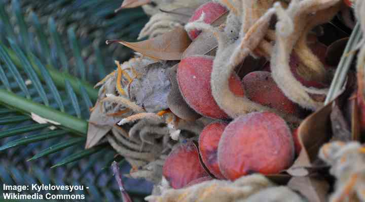 are queen palm tree nuts poisonous to dogs