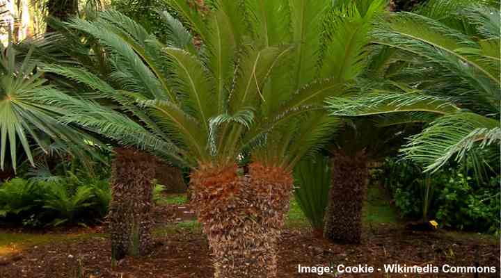 are queen palm tree nuts poisonous to dogs