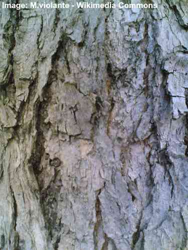 Argento acero (Acer saccharinum) corteccia