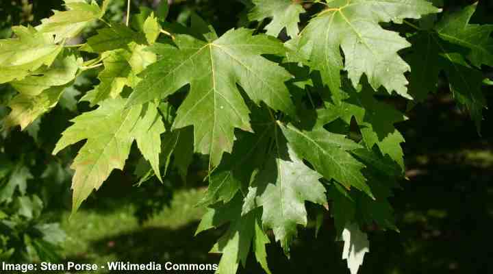 Hopeavaahteran (Acer saccharinum) lehdet