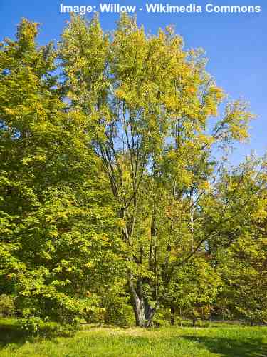 Árbol de Arce plateado (Acer Saccharinum)