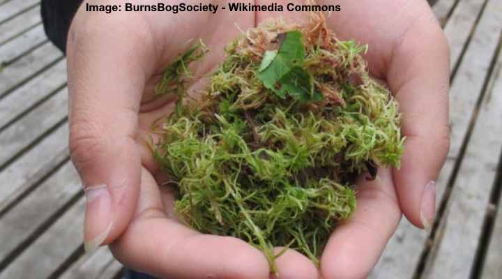 sphagnum moss