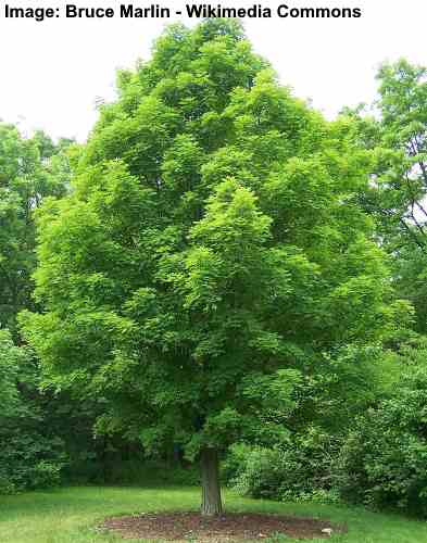 Image of Maple tree with canopy of green leaves