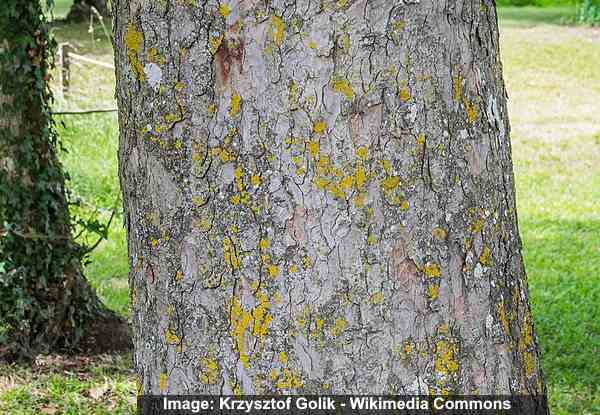 Sycamore maple tree (Acer pseudoplatanus) bark