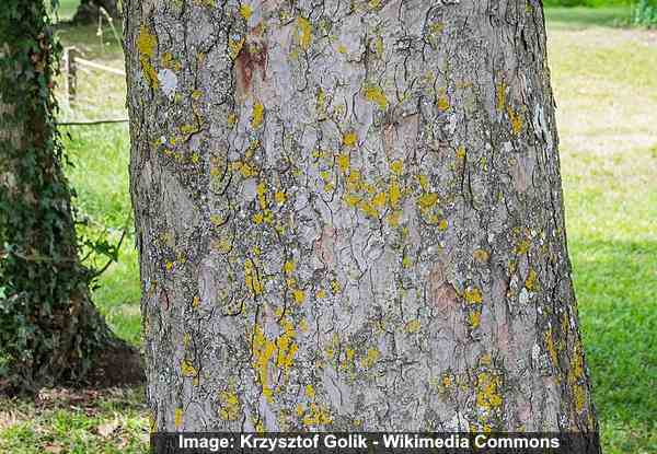 Sycamore maple (Acer pseudoplatanus) bark