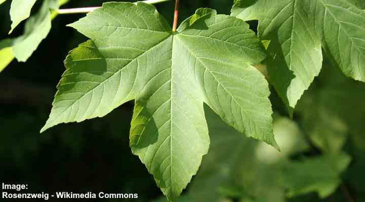 Hojas de arce sicómoro (Acer pseudoplatanus)