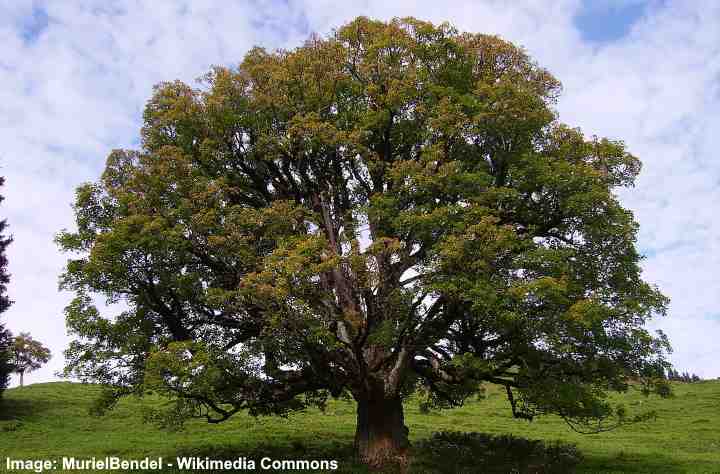 Árbol de arce sicómoro (Acer pseudoplatanus)