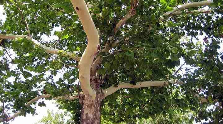 Sycamore Trees Leaves Bark Types Identification Guide Pictures