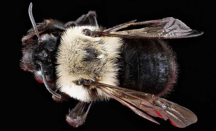 37 Types Of Bees (With Pictures): Visual Identification Guide