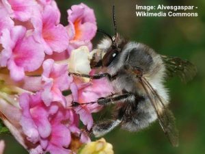 Types of Bees that Nest in the Ground (with Pictures): Identification Guide