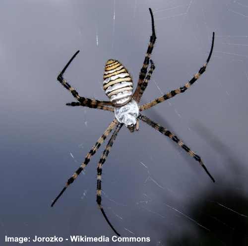 black and white spider