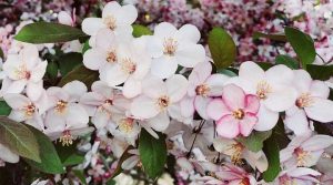 Crabapple Trees (Malus): Types, Flowers, Fruits (Pictures)