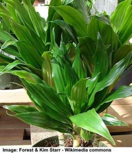 26 Types of Dracaena Plants to Transform Your Living Spaces