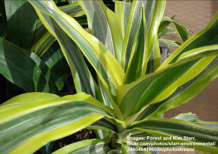 26 Types of Dracaena Plants to Transform Your Living Spaces