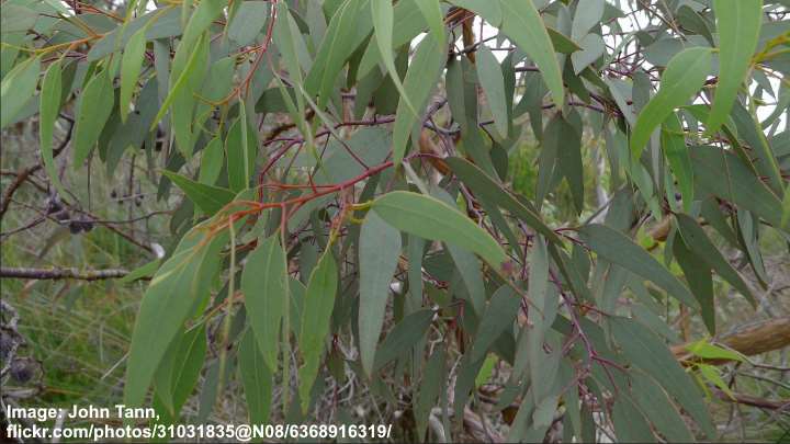 Types Of Eucalyptus Trees Leaves Flowers Bark Pictures