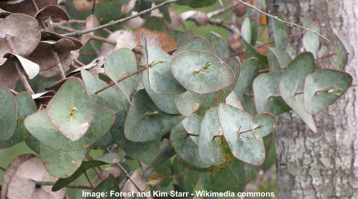 Types of Eucalyptus Trees: Leaves, Flowers, Bark (Pictures)